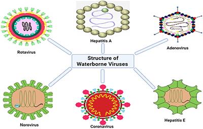 Global public health implications of human exposure to viral contaminated water